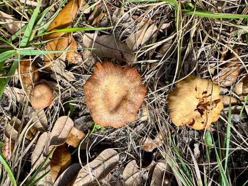 Deceiver (Laccaria laccata)
