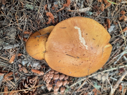Larch bolete (Suillus grevillei)