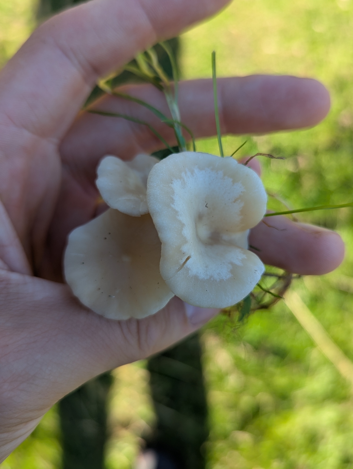 Fool's funnel (Clitocybe rivulosa)
