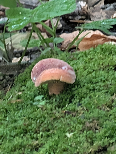 Weeping milkcap (Lactifluus volemus)