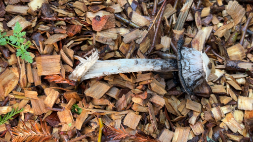 Shaggy inkcap (Coprinus comatus)
