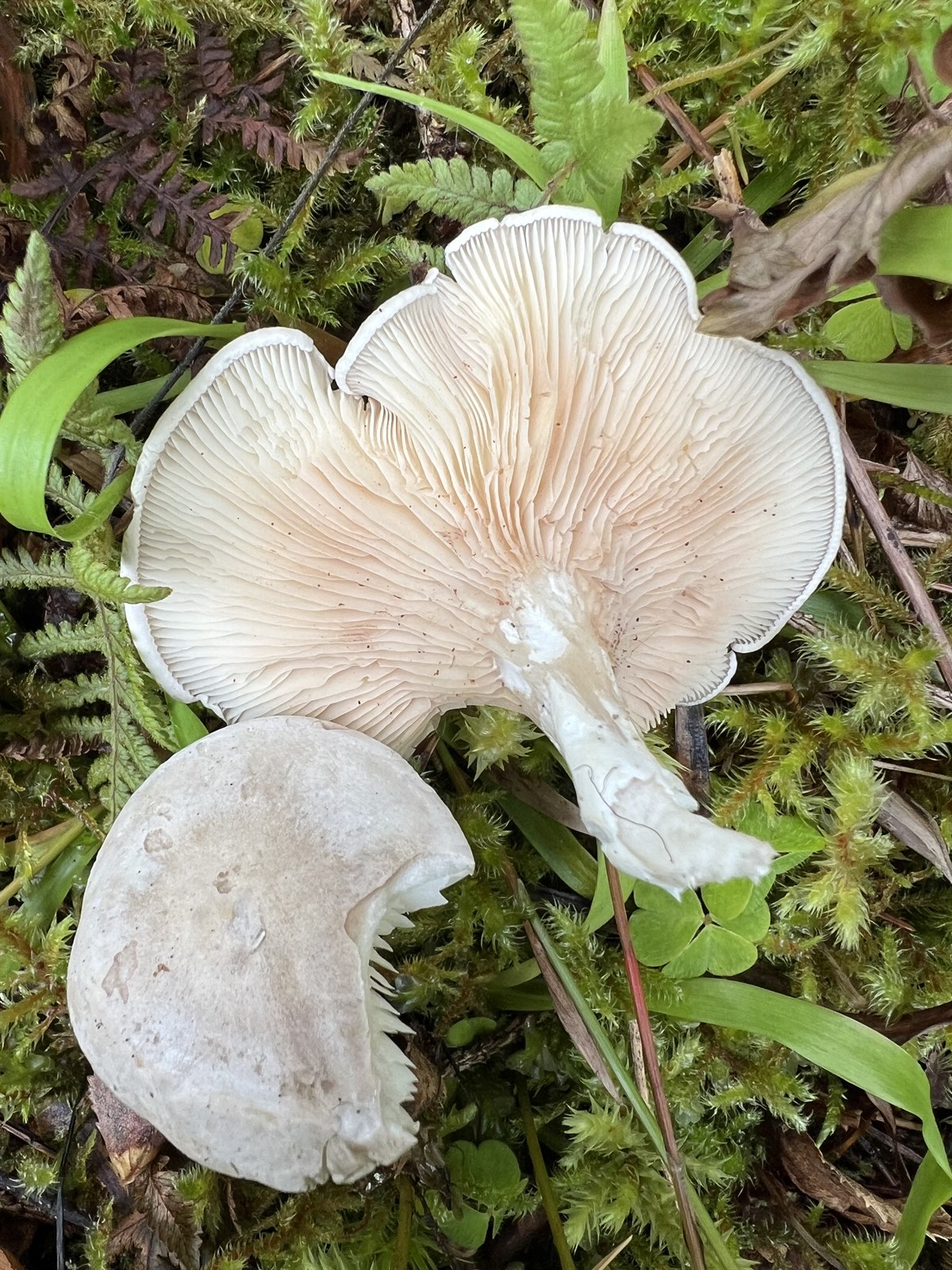The miller (Clitopilus prunulus)