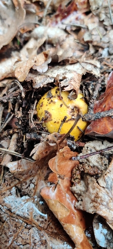 Yellow swamp brittlegill (Russula claroflava)