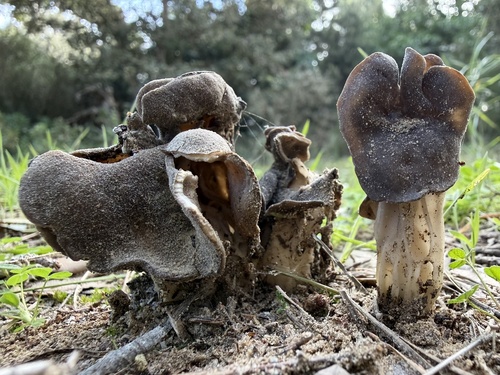 Elfin saddle (Helvella lacunosa)