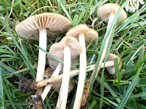 Fairy ring mushroom (Marasmius oreades)