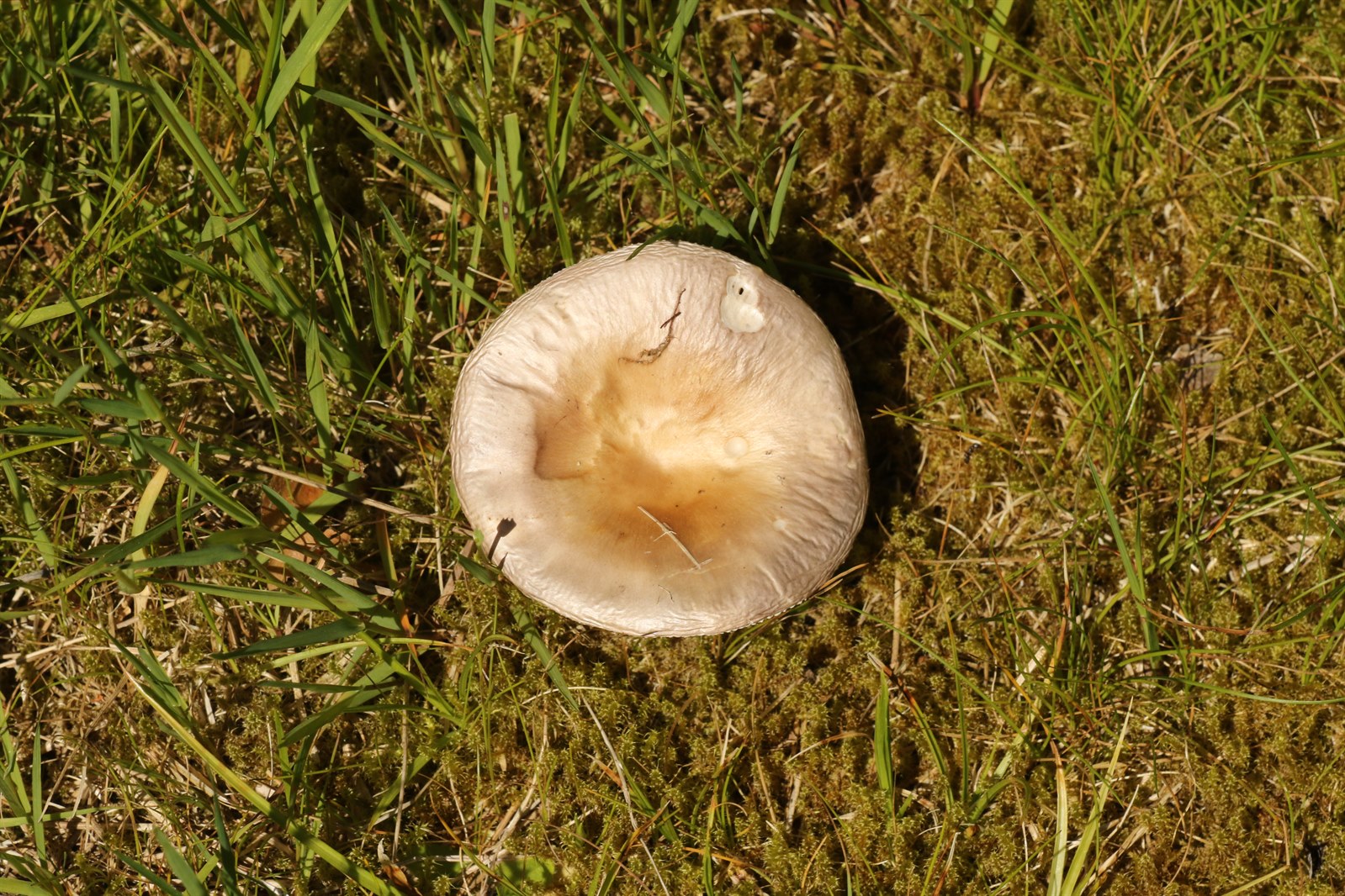 Bare-toothed brittlegill (Russula vesca)