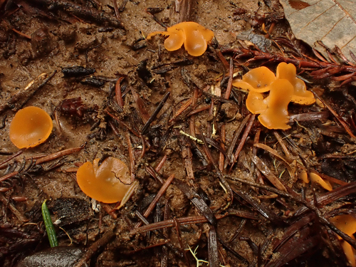 Orange peel fungus (Aleuria aurantia)