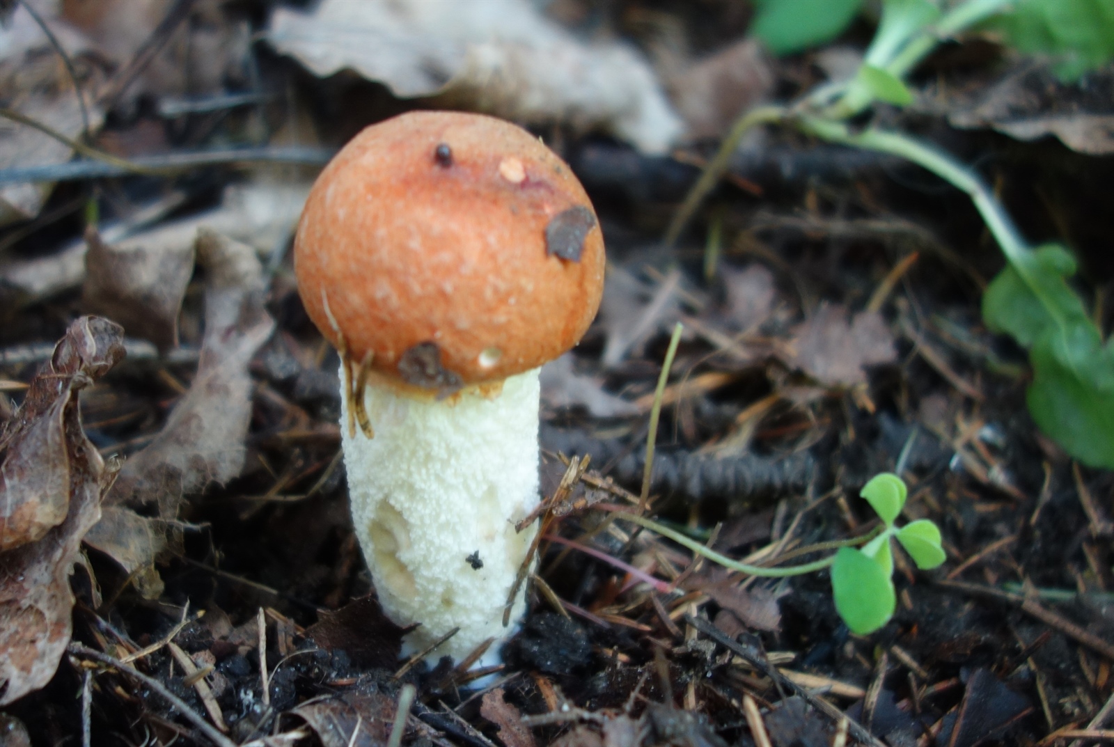 Orange aspen bolete (Leccinum albostipitatum)