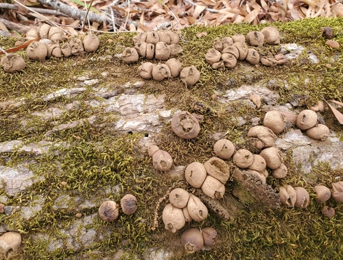 Stump puffball (Apioperdon pyriforme)