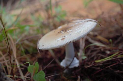 Panther cap (Amanita pantherina)
