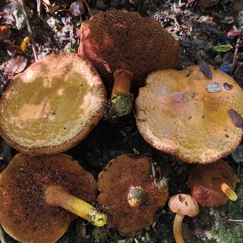 Peppery bolete (Chalciporus piperatus)