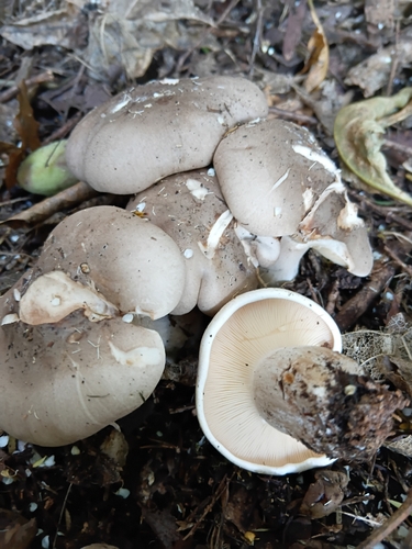 Clouded agaric (Clitocybe nebularis)