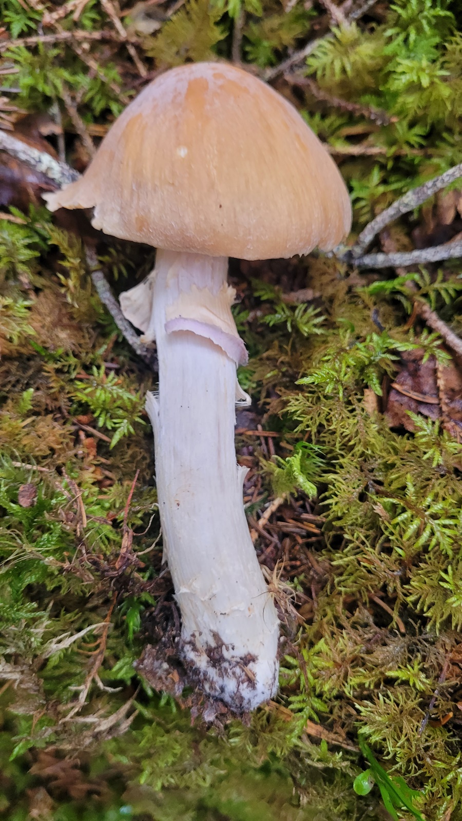 Gypsy mushroom (Cortinarius caperatus)