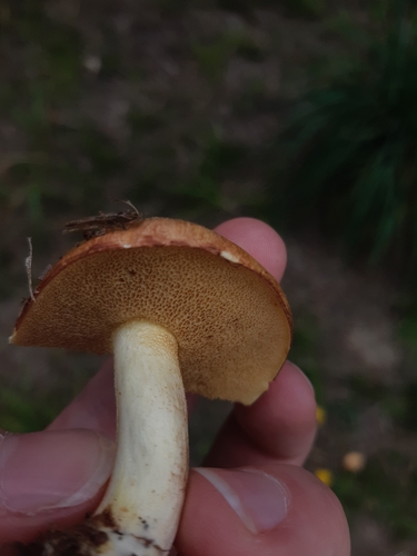 Weeping bolete (Suillus granulatus)