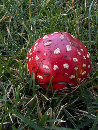 Fly agaric (Amanita muscaria)