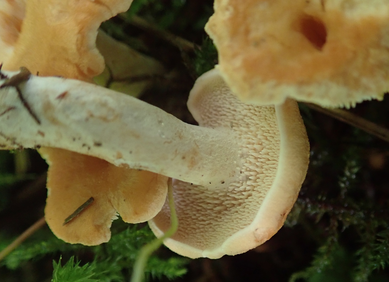 Terracotta hedgehog (Hydnum rufescens)