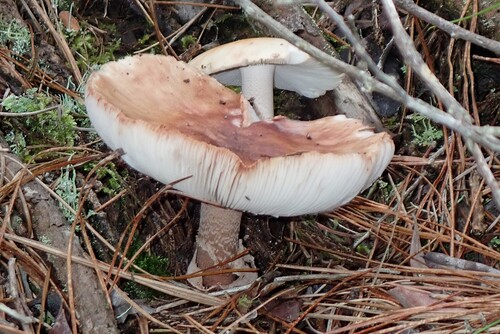 Blusher (Amanita rubescens)