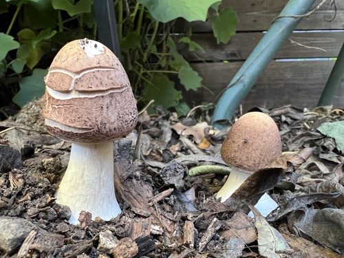 Shaggy parasol (Chlorophyllum rhacodes)