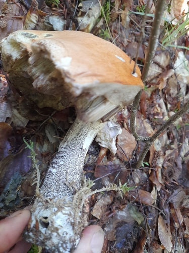 Orange birch bolete (Leccinum versipelle)
