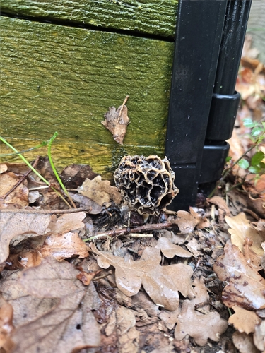 Common morel group (Morchella esculenta)