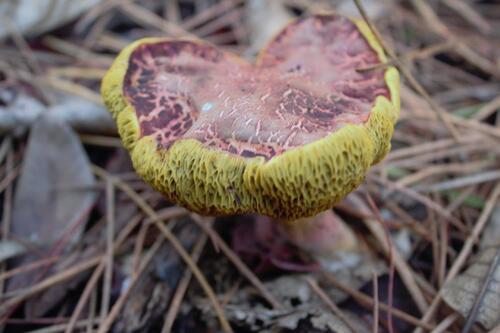 Red cracking bolete (Xerocomellus chrysenteron)