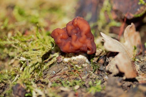False morel (Gyromitra esculenta)