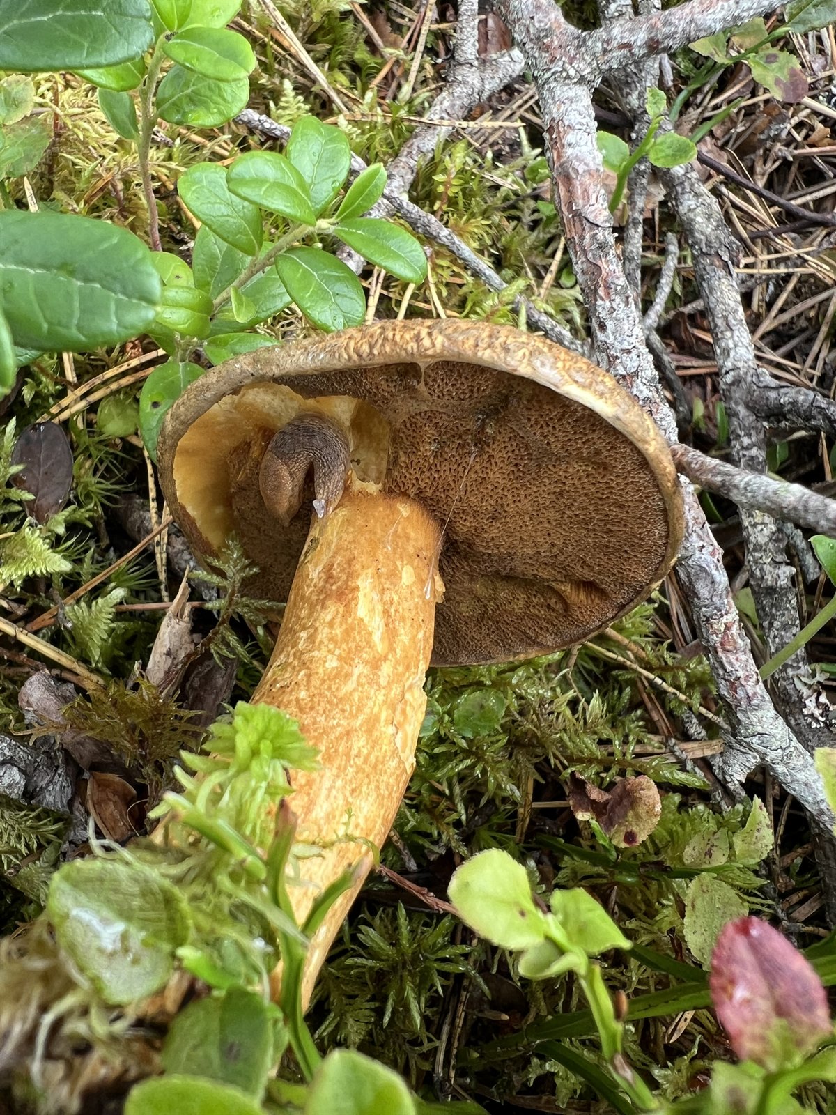 Velvet bolete (Suillus variegatus)