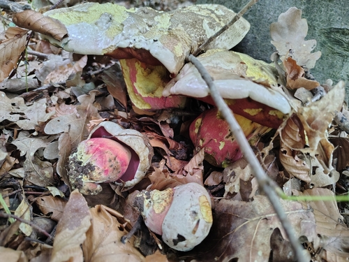 Satan's bolete (Rubroboletus satanas)