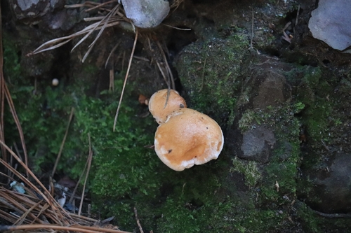 Bovine bolete (Suillus bovinus)