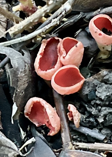 Scarlet elfcup (Sarcoscypha austriaca)