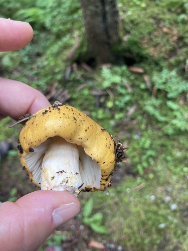 Ochre brittlegill (Russula ochroleuca)