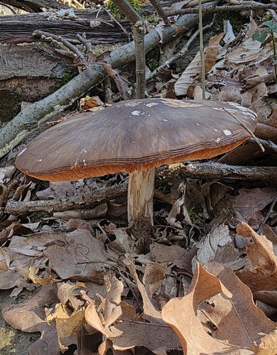 Deer shield (Pluteus cervinus)