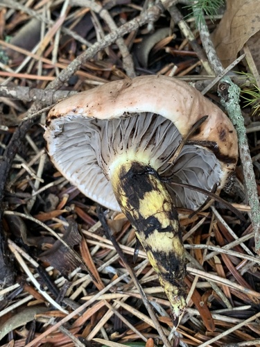 Slimy spike-cap (Gomphidius glutinosus)
