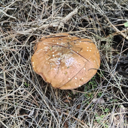 Slippery jack (Suillus luteus)