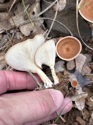 Common funnel (Infundibulicybe gibba)