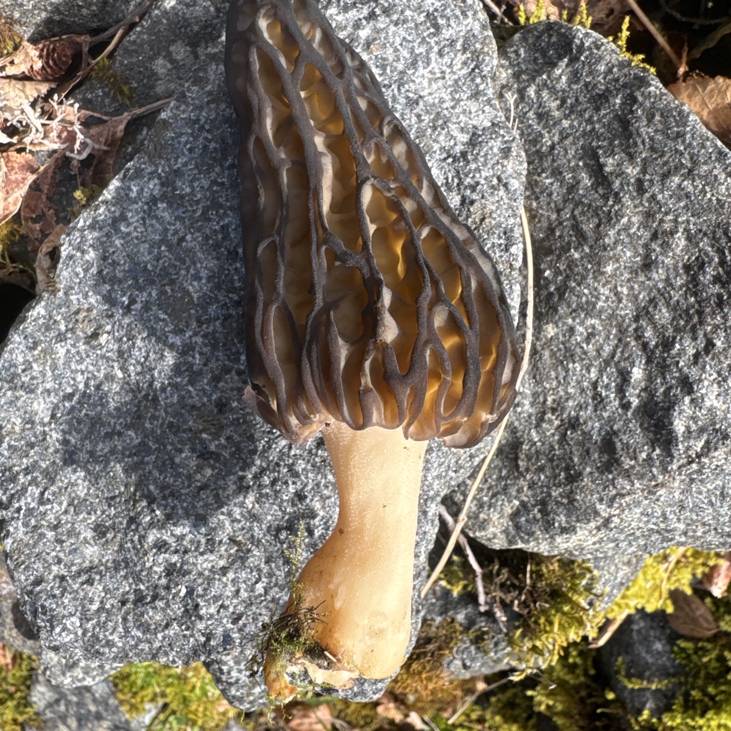 Delicious morel (Morchella deliciosa)