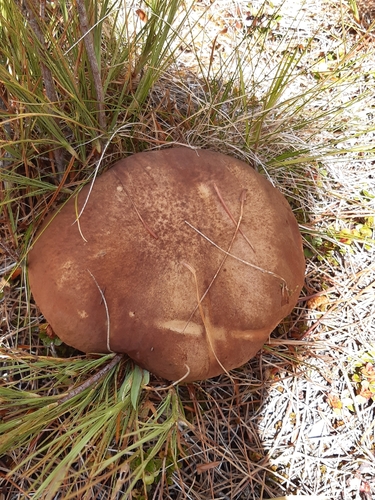 Porcini (Boletus edulis)