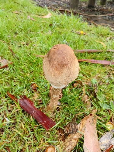Parasol mushroom (Macrolepiota procera)