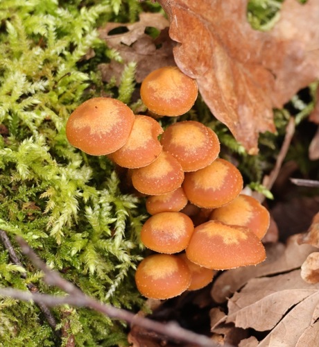 Sheathed woodtuft (Kuehneromyces mutabilis)