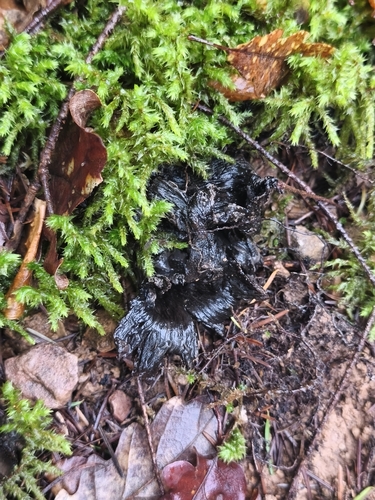 Black trumpet (Craterellus cornucopioides)