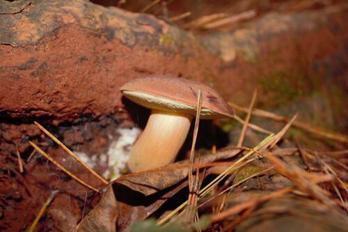 Bay bolete (Imleria badia)
