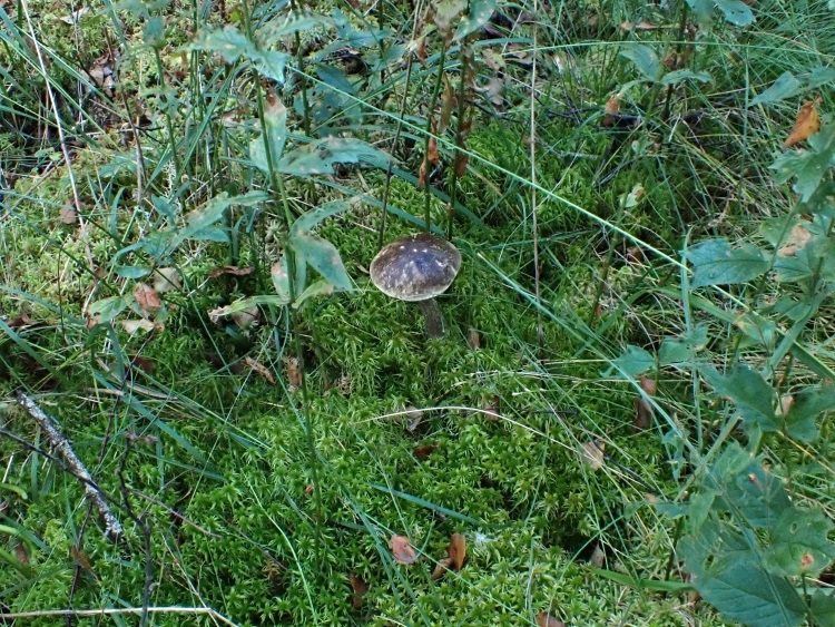 Mottled bolete (Leccinum variicolor)
