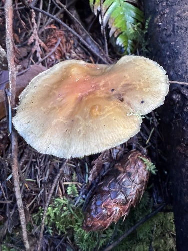 Conifer tuft (Hypholoma capnoides)