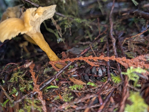 Yellowfoot (Craterellus tubaeformis)