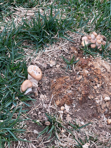 Spring fieldcap (Agrocybe praecox)