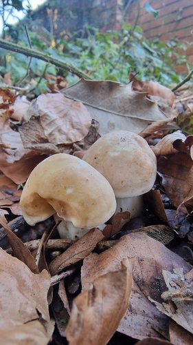 St George’s mushroom (Calocybe gambosa)