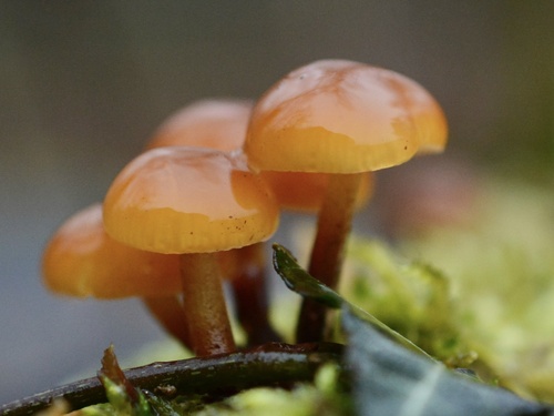 Velvet shank (Flammulina velutipes)