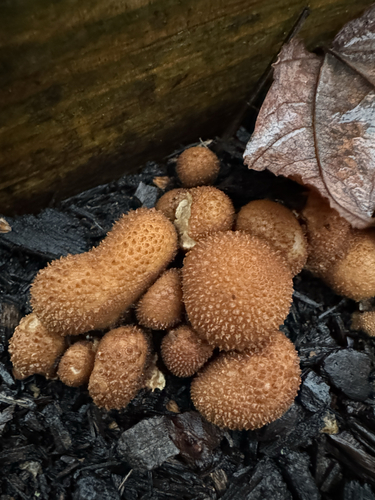 Common puffball (Lycoperdon perlatum)